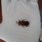Remedios caseros contra los escarabajos