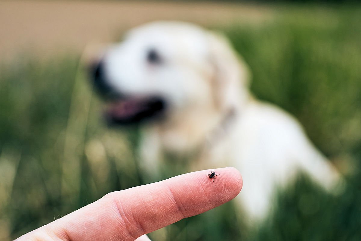 Vacunas anti garrapatas