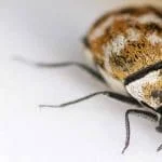 3 formas de deshacerte de los escarabajos de alfombra