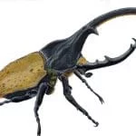 Características de los escarabajos
