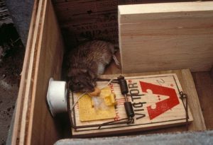 Cómo eliminar las ratas
