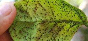 Hongo de la negrilla