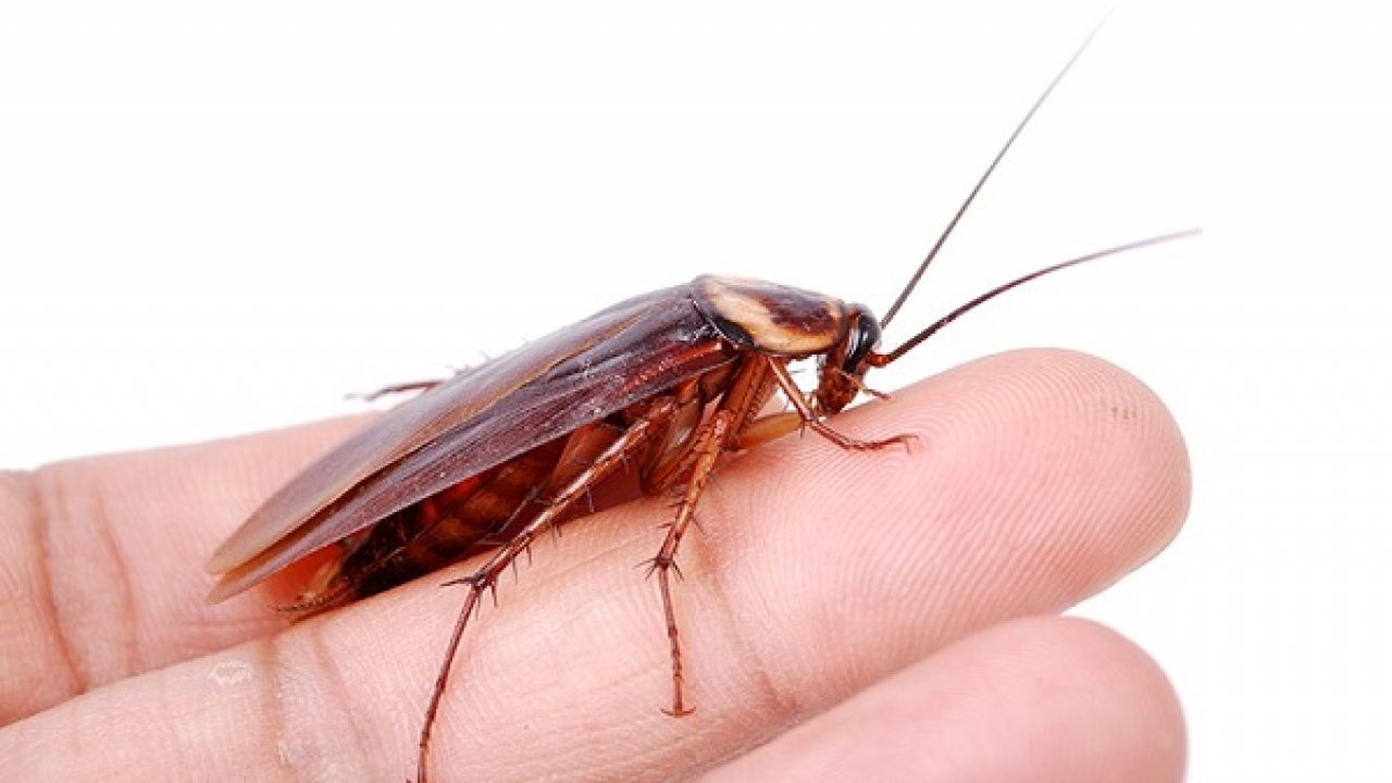 picadura de insecto piel dura