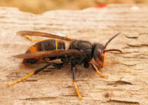 Avispa asiática