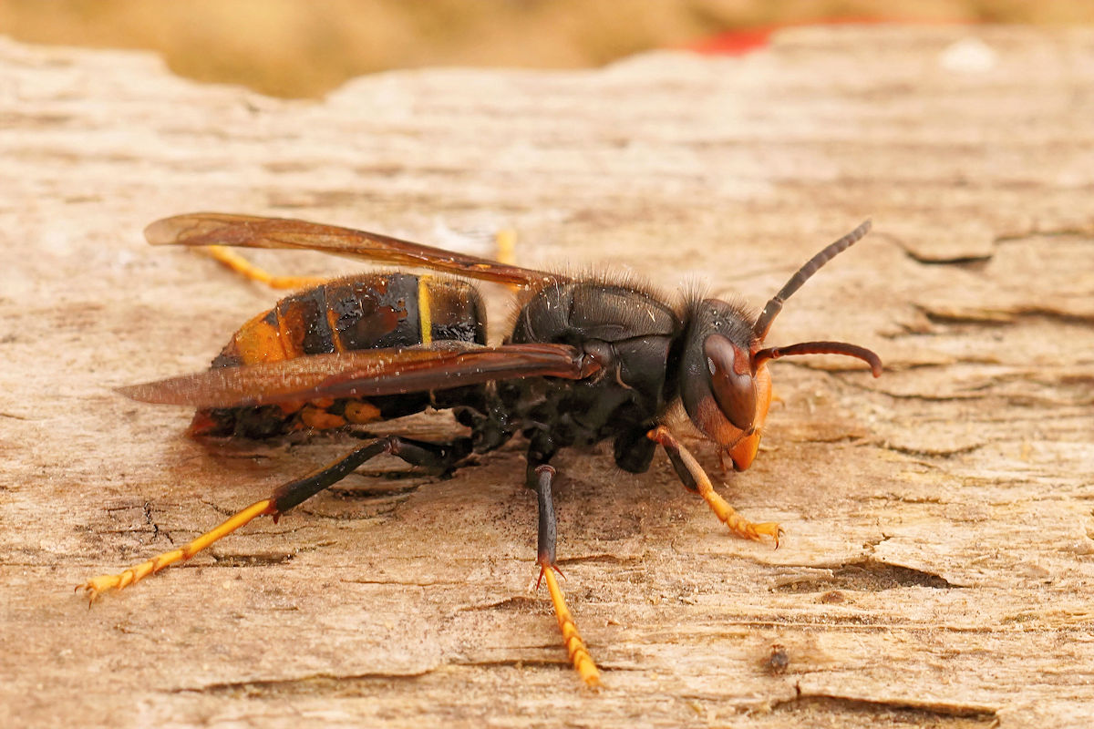 Avispa asiática