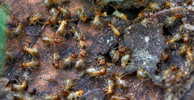 Daños que causan las termitas