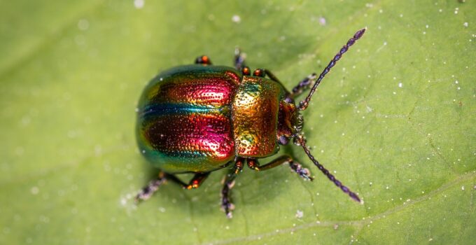 ¿Qué hacer si hay escarabajos en mi casa?