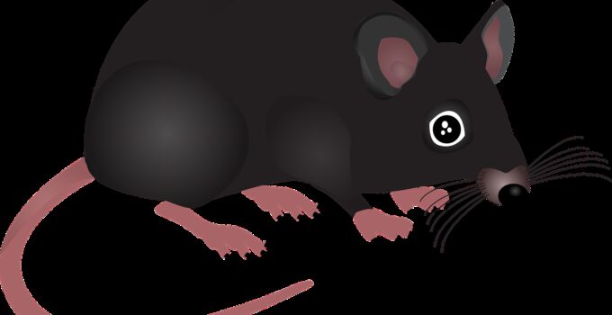 ¿Cómo matar una rata?