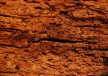 Estrategias naturales para eliminar carcomas