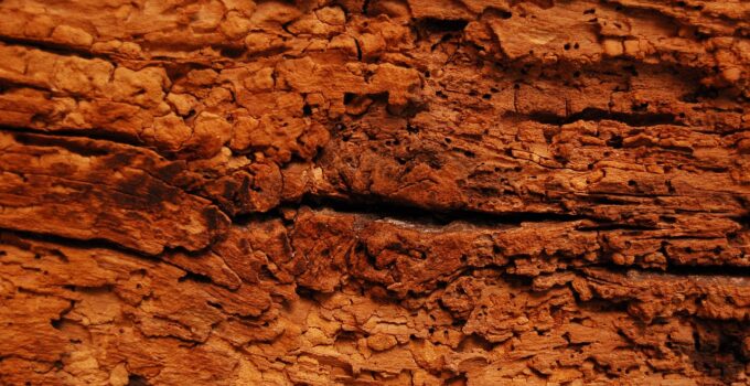 Estrategias naturales para eliminar carcomas