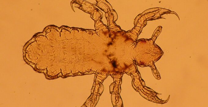 Ciclo de vida del piojo