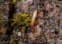 Soluciones caseras para eliminar termitas