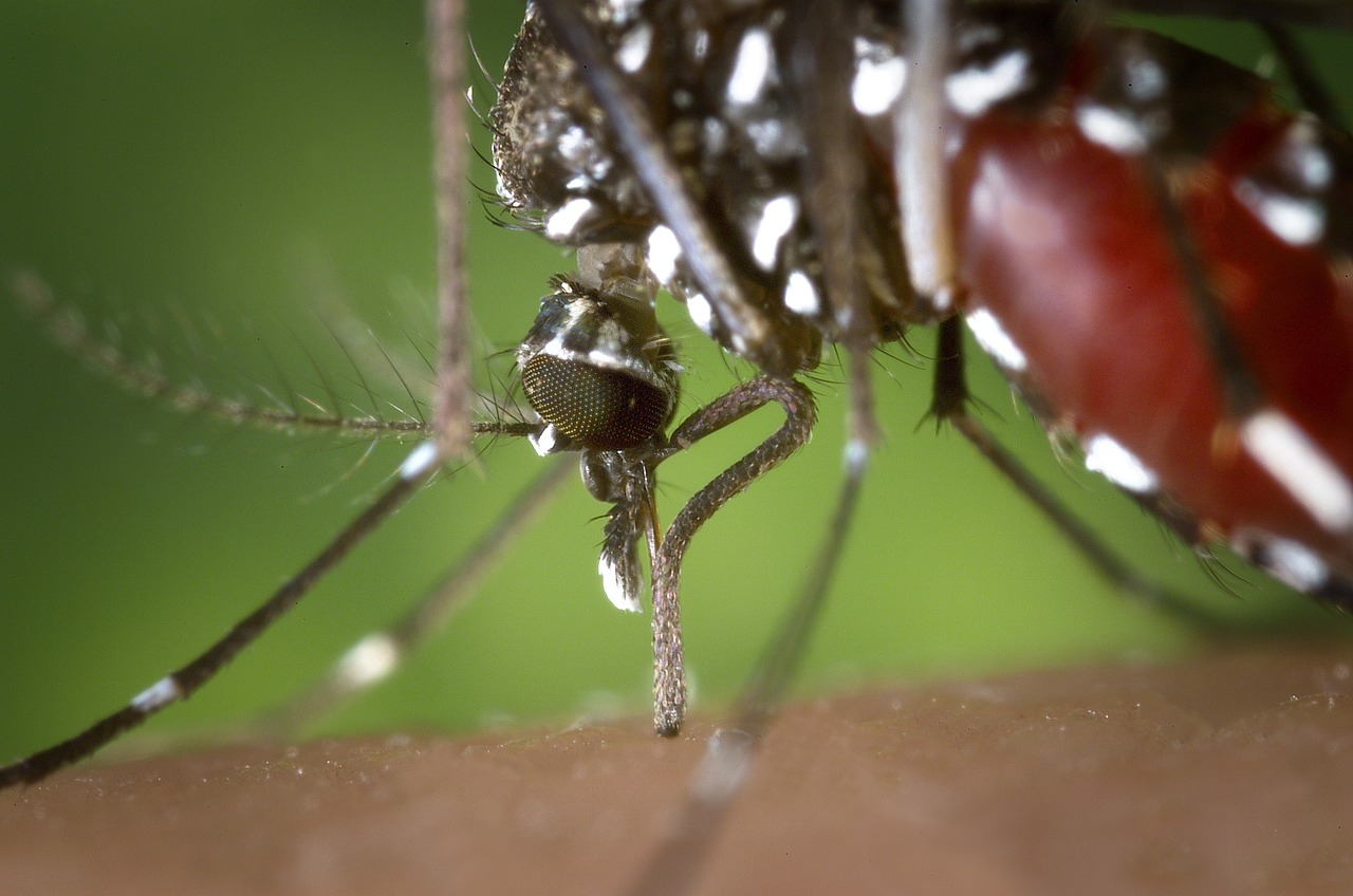Mosquitos