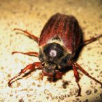 Tipos de escarabajos
