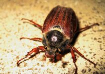 Tipos de escarabajos