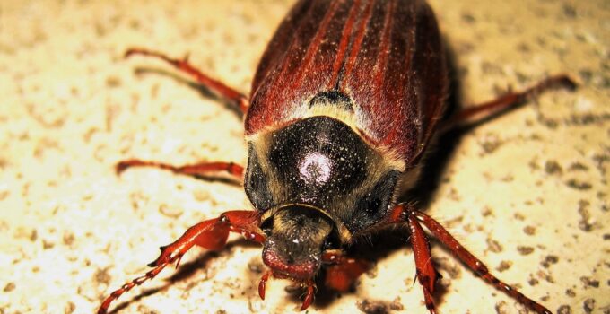 Tipos de escarabajos