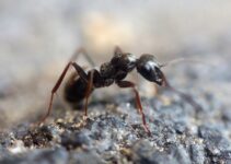 Tipos de hormigas