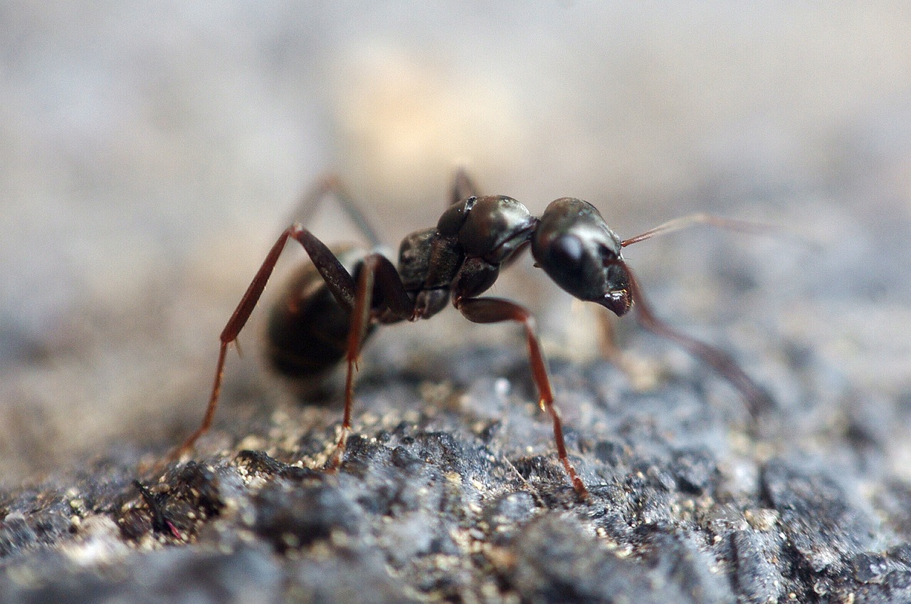 Tipos de hormigas
