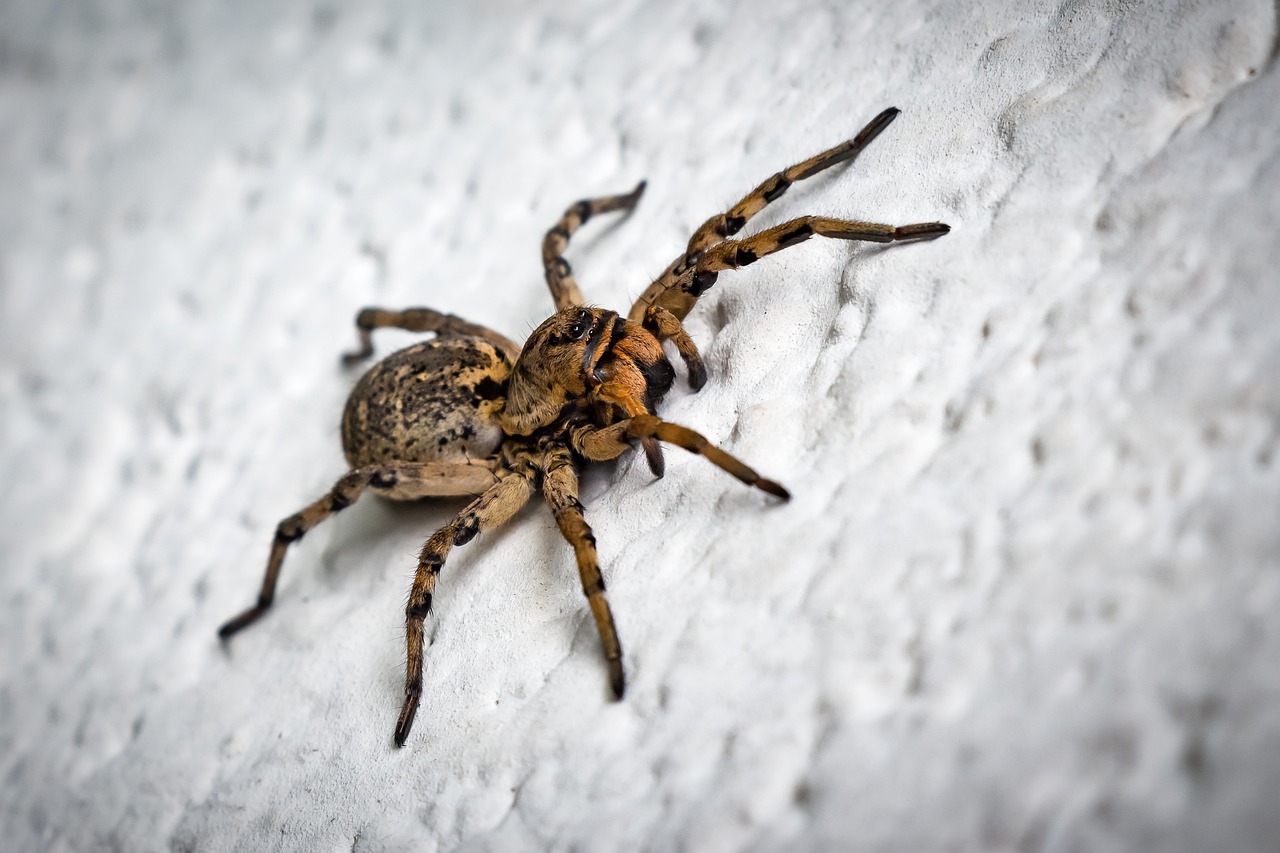 PICADURA DE ARAÑA