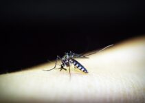 vitar los mosquitos