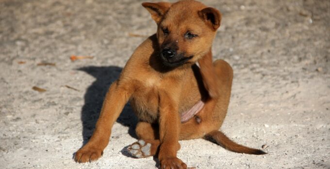 Remedios para eliminar las garrapatas