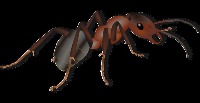 Evitar que las hormigas ingresen a tu casa