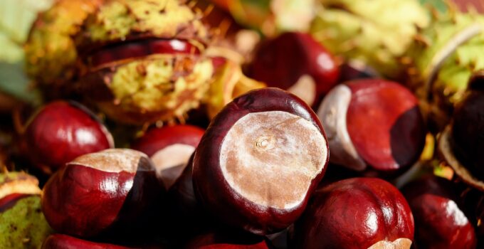 Como evitar una invasión de arañas