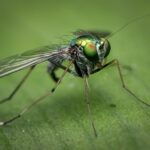 Como combatir las moscas de manera natural