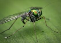 Como combatir las moscas de manera natural