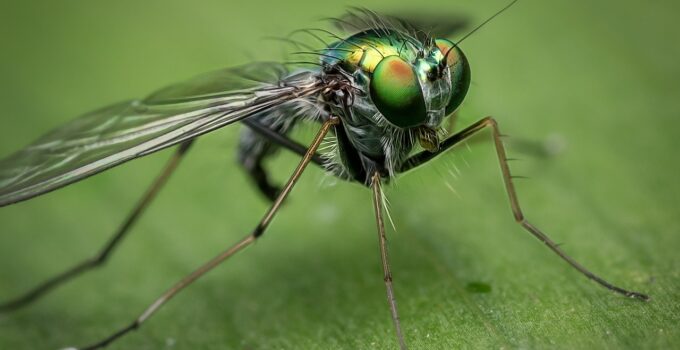 Como combatir las moscas de manera natural