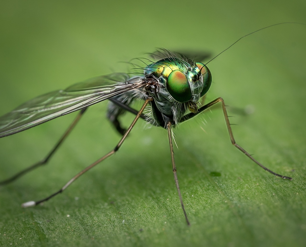 Como combatir las moscas de manera natural