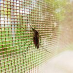 tips para combatir los mosquitos