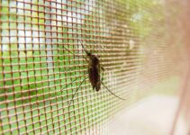 tips para combatir los mosquitos