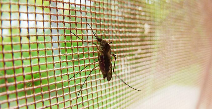tips para combatir los mosquitos
