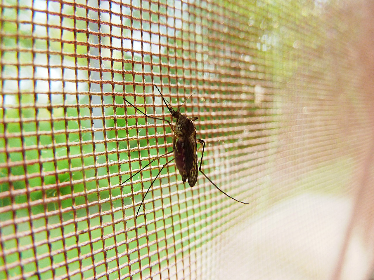 tips para combatir los mosquitos