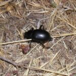 Lo que debes saber de los escarabajos.