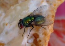 Repelentes naturales contra las moscas