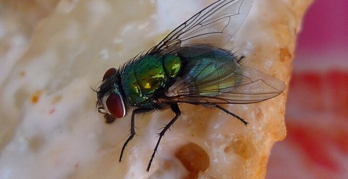 Repelentes naturales contra las moscas