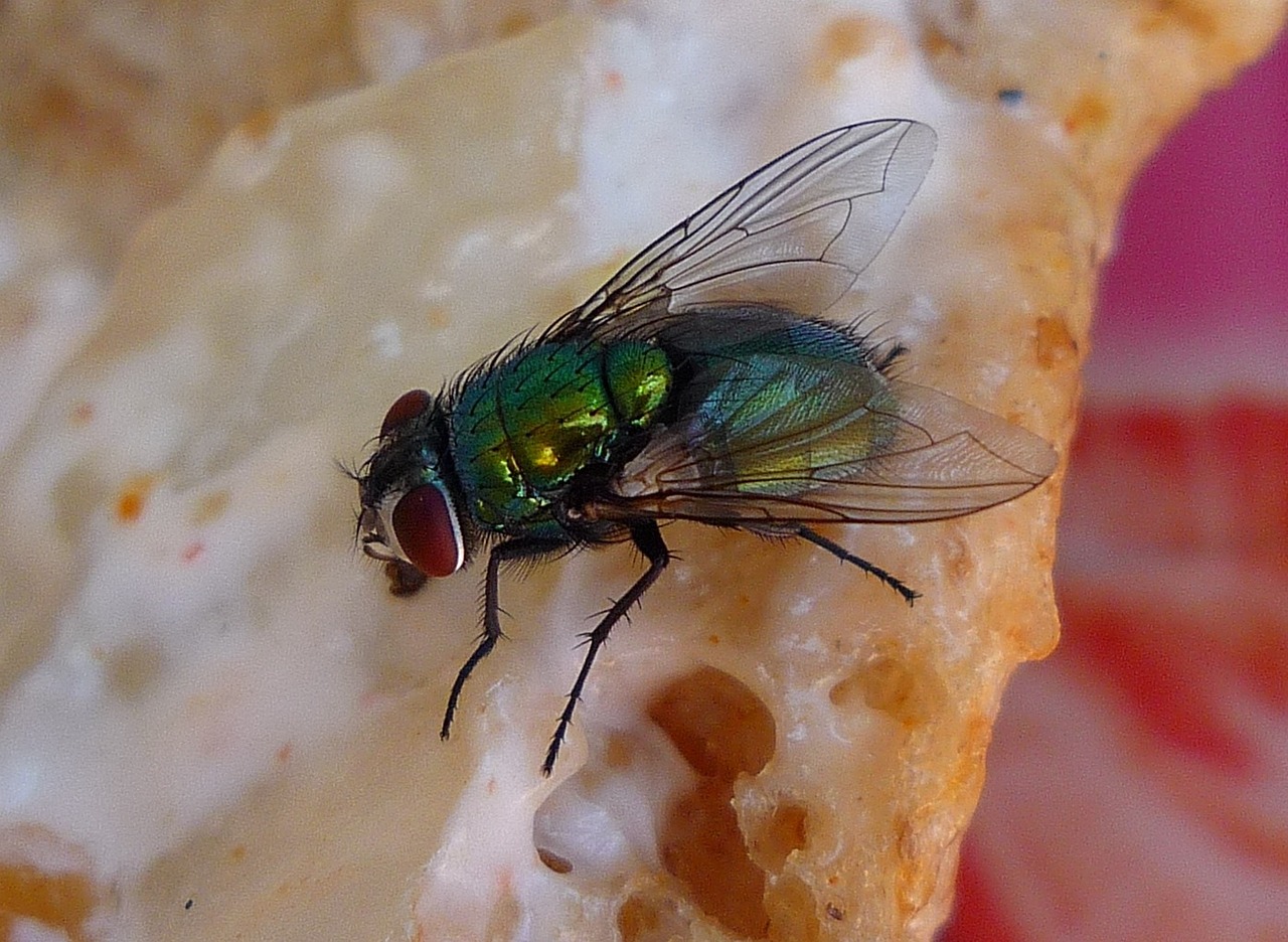 Repelentes naturales contra las moscas