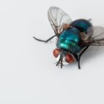 Las moscas y las enfermedades que pueden transmitir