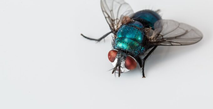 Las moscas y las enfermedades que pueden transmitir