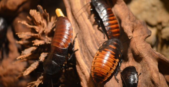 Como matar a las cucarachas voladoras