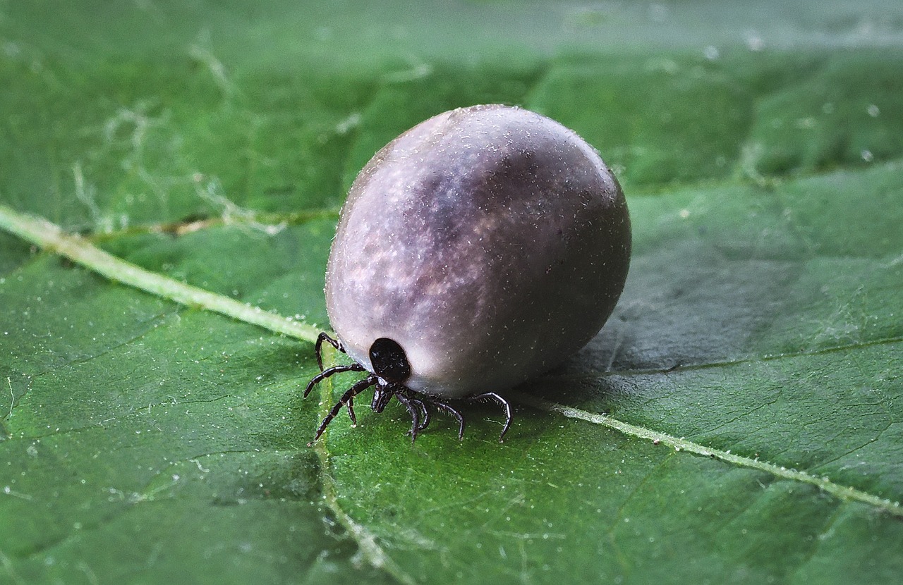 Evitar una invasión de garrapatas