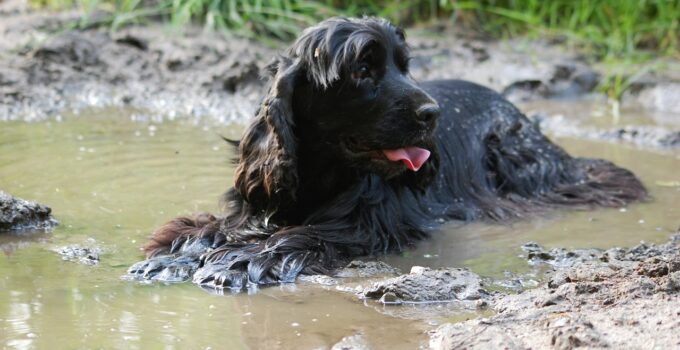 Como eliminar las pulgas de manera natural