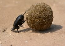 Acabar con los escarabajos para siempre