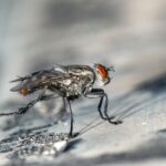 tips para combatir las moscas