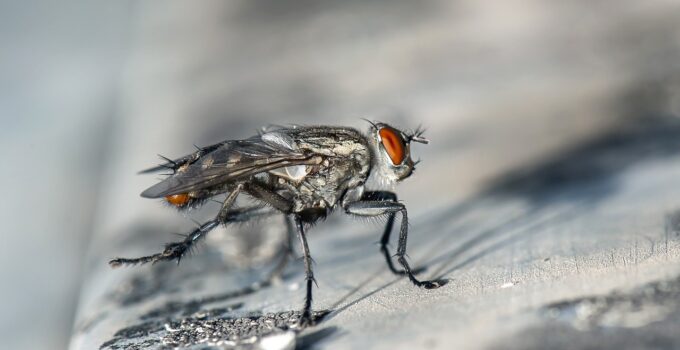 Temporada donde hay más moscas