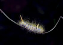 Cosas que atraen a las polillas