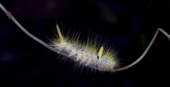 Cosas que atraen a las polillas