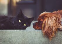 Como combatir las pulgas en tus mascotas